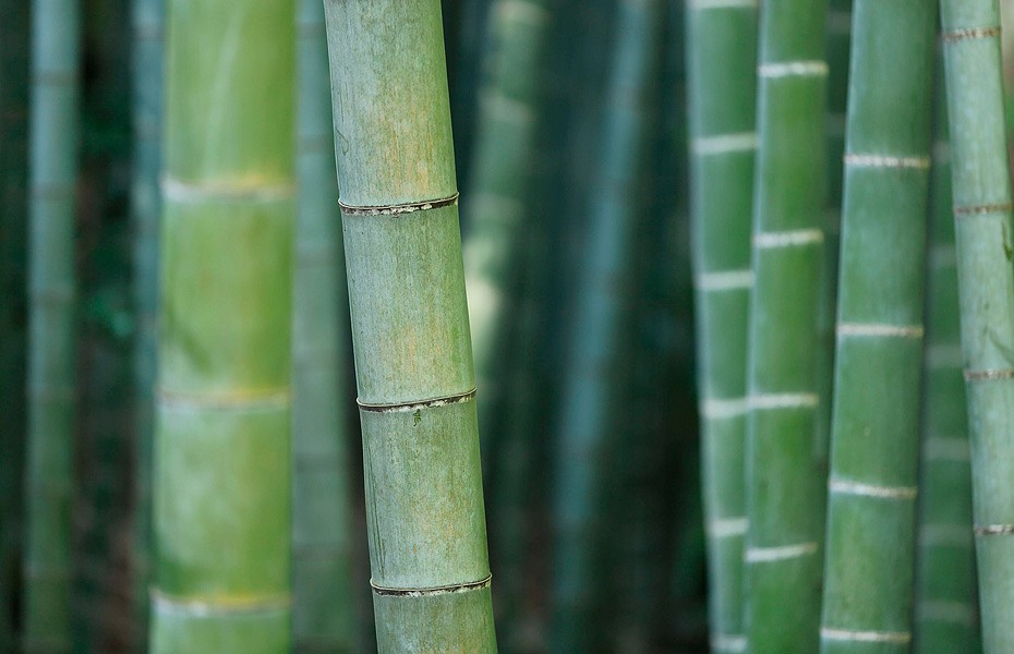 Bambus – Familientherapie