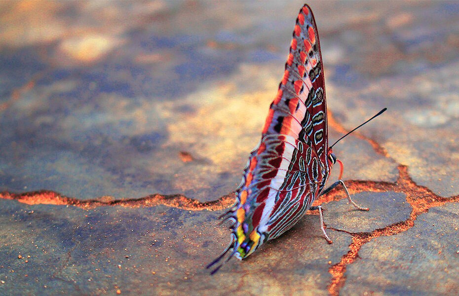​Schmetterling – Psychodynamische Prozessarbeit
